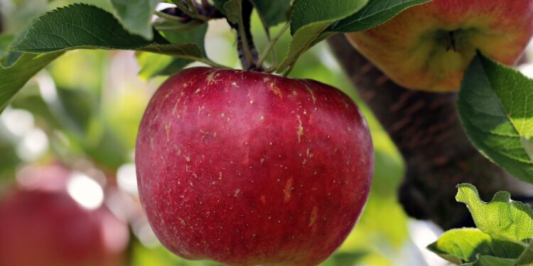 From Seed to Orchard: Guide to Growing Apples