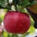 From Seed to Orchard: Guide to Growing Apples