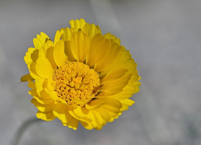 desert marigold