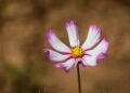 grow Cosmos (Cosmos bipinnatus)