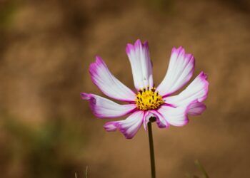 grow Cosmos (Cosmos bipinnatus)
