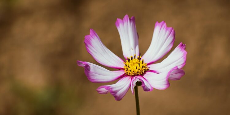 grow Cosmos (Cosmos bipinnatus)
