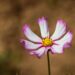grow Cosmos (Cosmos bipinnatus)