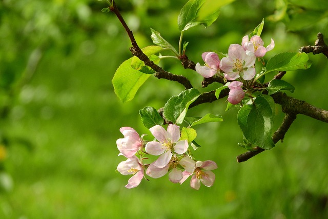 apple blossom tree