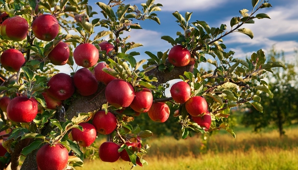 Top 10 Fruit Trees for Your Garden - Apple Tree