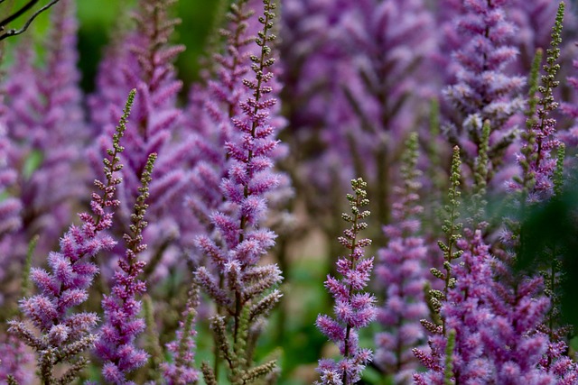 astilbe purple