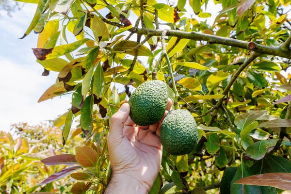 avocado tree