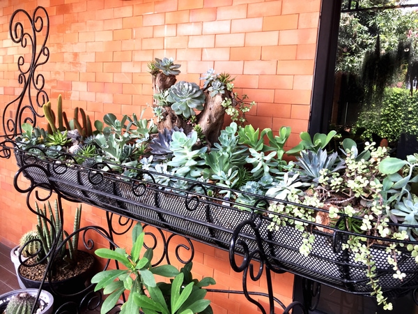  balcony garden plant trough
