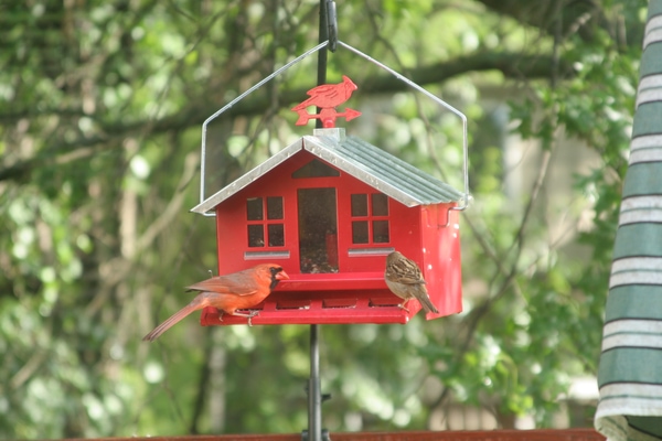bird house feeder