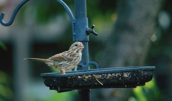 bird platform feeder