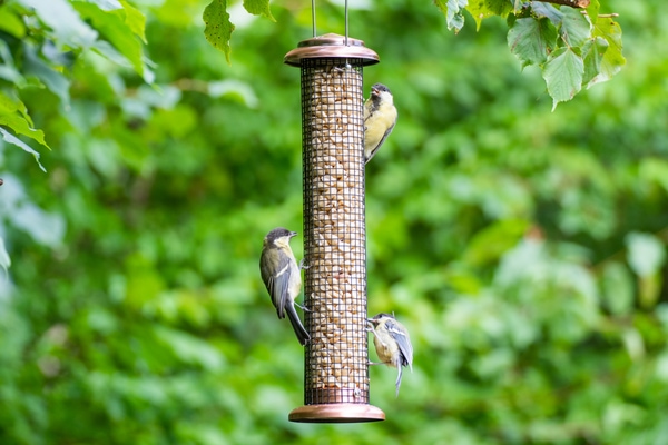 bird seed cylinder