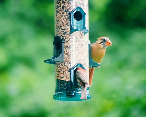 bird tube feeder