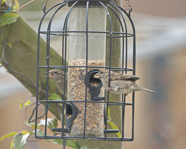caged bird feeder