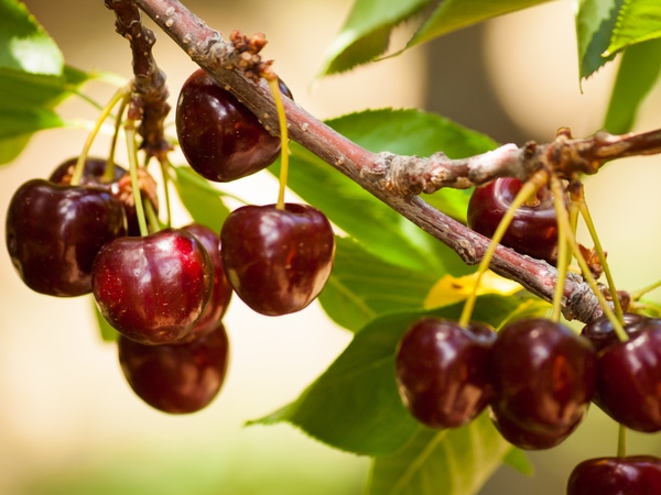 Cherry Trees (Prunus avium)