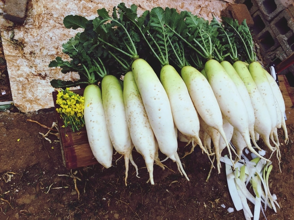 daikon radish