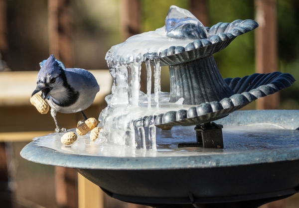 decorative bird bath