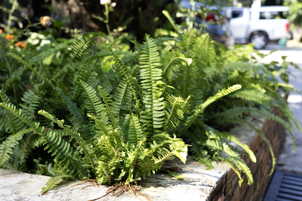ferns for low light garden