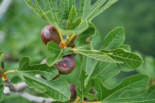 fig tree