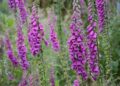 Shade Garden Serenity: Top Outdoor Plants for Low Light Gardens