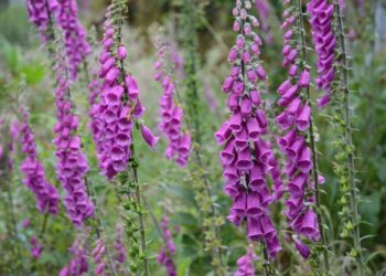 Shade Garden Serenity: Top Outdoor Plants for Low Light Gardens