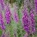 Shade Garden Serenity: Top Outdoor Plants for Low Light Gardens