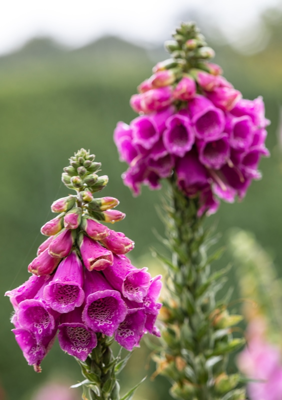 foxgloves
