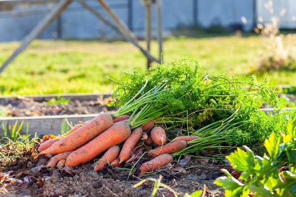 garden growing carrots