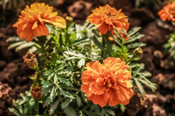 growing african marigolds