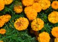 Growing Marigolds: Guide to Vibrant Blooms