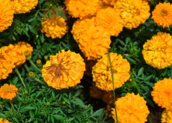 Growing Marigolds: Guide to Vibrant Blooms