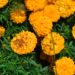 Growing Marigolds: Guide to Vibrant Blooms