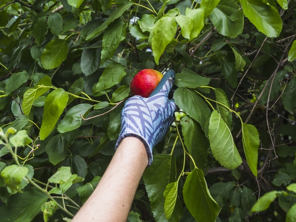 harvesting red apple from tree