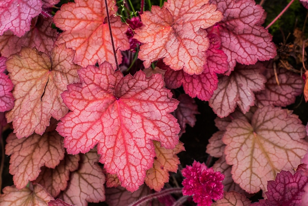 heuchera saxifragaceae good for low light gardens