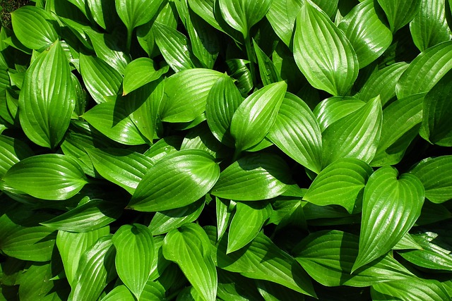 hosta plant for low light garden