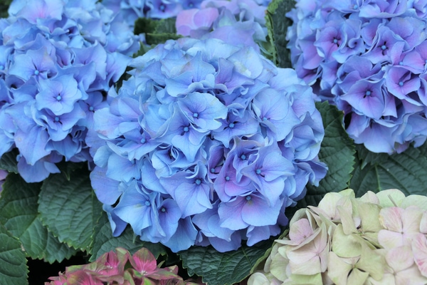 Hydrangeas