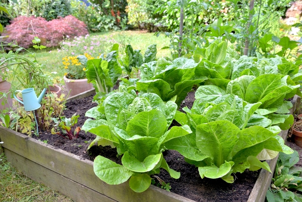 lettuce container gardening