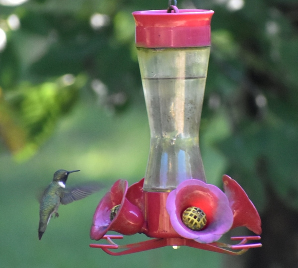nectar bird feeder