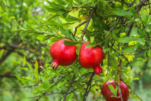 pomegranate tree