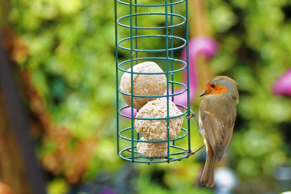 suet ball feeder
