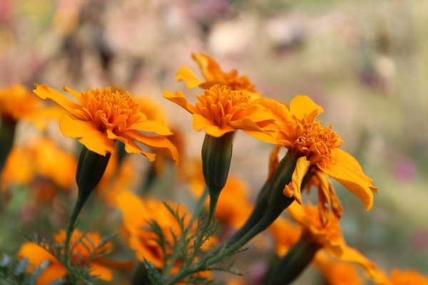 signet marigold