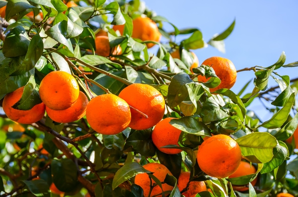 Tangerine Tree