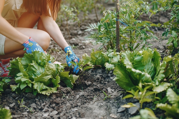 vegetable garden layout