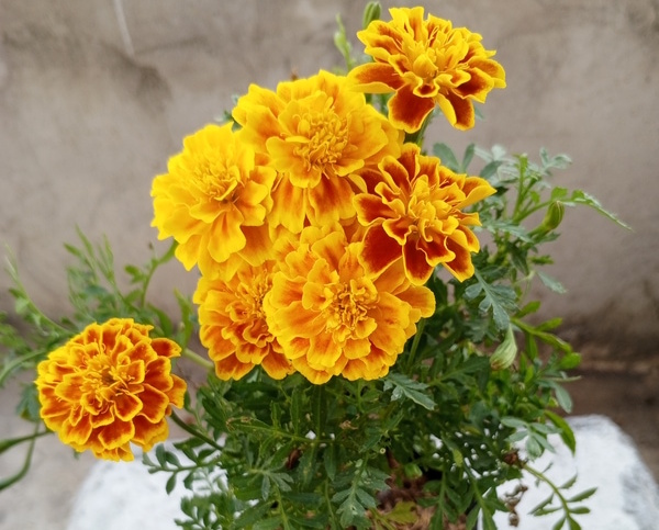 yellow french marigold