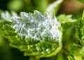 Combatting Powdery Mildew: Effective Strategies for Prevention and Control