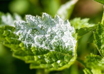 Combatting Powdery Mildew: Effective Strategies for Prevention and Control