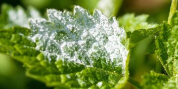 Combatting Powdery Mildew: Effective Strategies for Prevention and Control