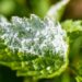 Combatting Powdery Mildew: Effective Strategies for Prevention and Control