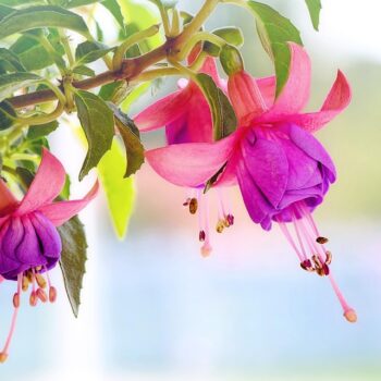 growing Fuchsia in containers
