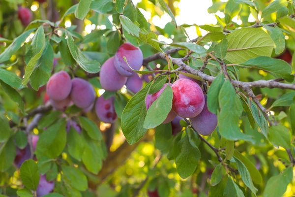 Plum Trees (Prunus domestica)