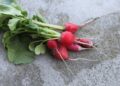 growing radishes